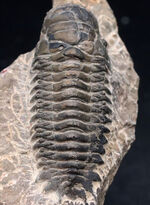 キャタピラーのごときフォルムが特徴的な三葉虫、クロタロセファルス・ギブス（Crotalocephalus gibbus）の化石
