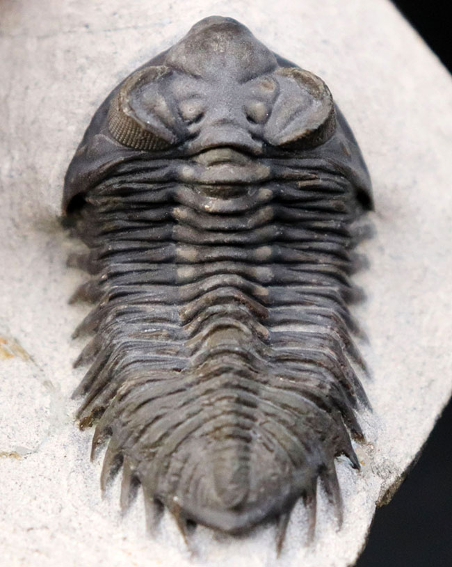 大きなお眼々と鋭いフリルで知られる希少種、トラペロピゲ（Treveropyge prorotundifrons）のパーフェクト化石（その12）
