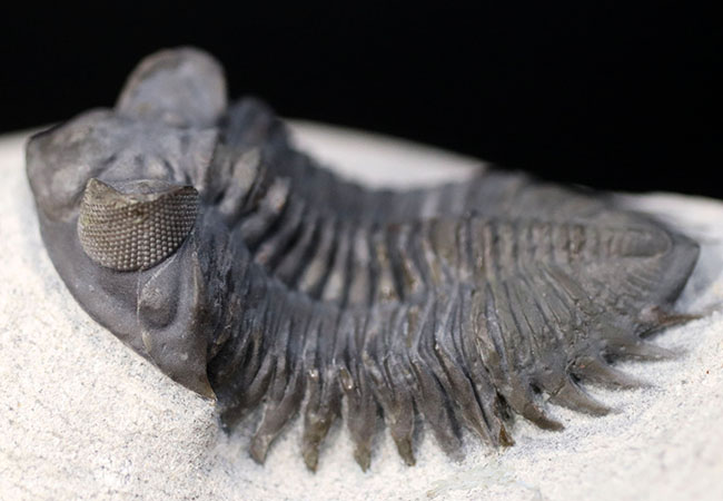大きなお眼々と鋭いフリルで知られる希少種、トラペロピゲ（Treveropyge prorotundifrons）のパーフェクト化石（その15）