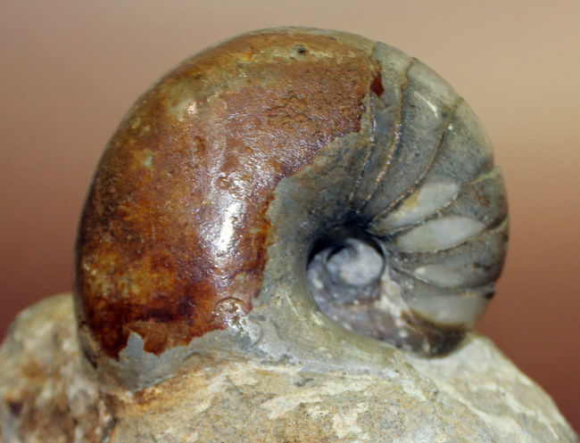 珍しいフランス・ノルマンディ産、ジュラ紀のオウムガイ（Cenoceras sp.）味わい深い母岩付き。（その1）