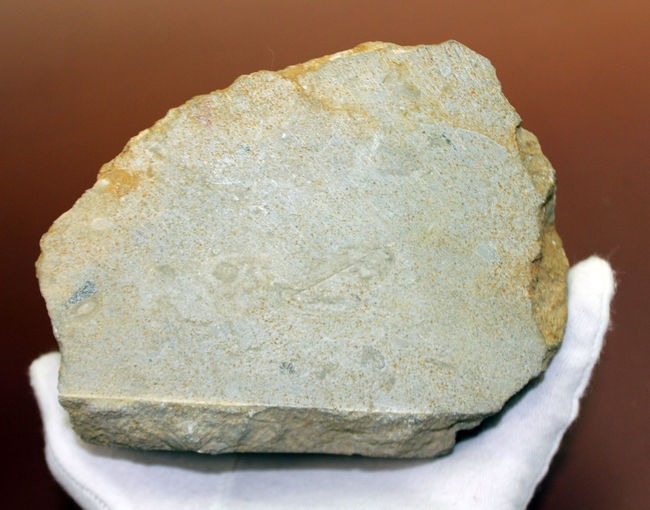 珍しいフランス・ノルマンディ産、ジュラ紀のオウムガイ（Cenoceras sp.）味わい深い母岩付き。（その10）