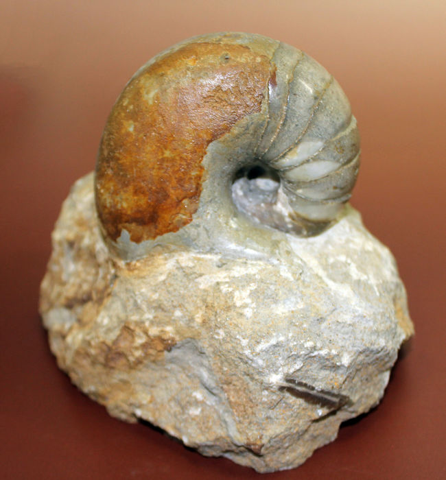 珍しいフランス・ノルマンディ産、ジュラ紀のオウムガイ(Cenoceras sp.)味わい深い母岩付き。(その11)