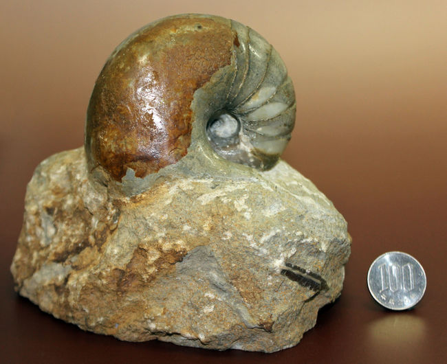珍しいフランス・ノルマンディ産、ジュラ紀のオウムガイ(Cenoceras sp.)味わい深い母岩付き。(その12)