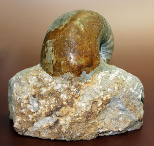 珍しいフランス・ノルマンディ産、ジュラ紀のオウムガイ（Cenoceras sp.）味わい深い母岩付き。（その2）