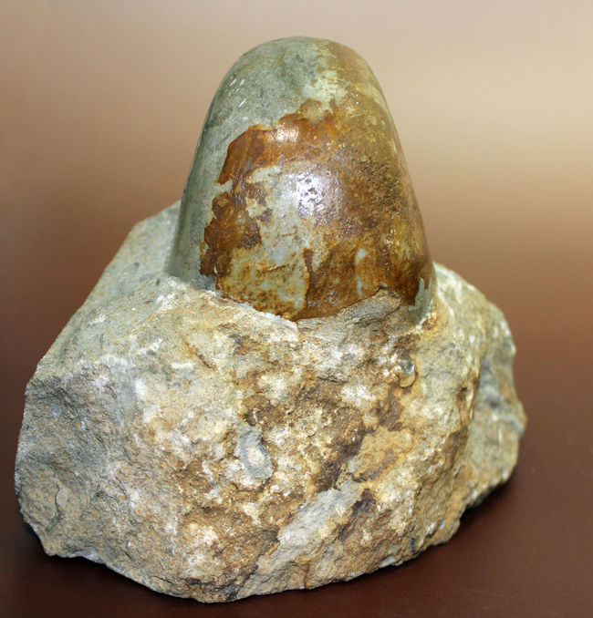 珍しいフランス・ノルマンディ産、ジュラ紀のオウムガイ（Cenoceras sp.）味わい深い母岩付き。（その3）