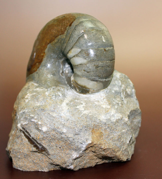 珍しいフランス・ノルマンディ産、ジュラ紀のオウムガイ（Cenoceras sp.）味わい深い母岩付き。（その4）