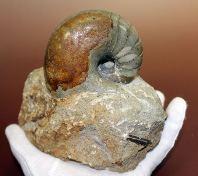 珍しいフランス・ノルマンディ産、ジュラ紀のオウムガイ(Cenoceras sp.)味わい深い母岩付き。(その5)