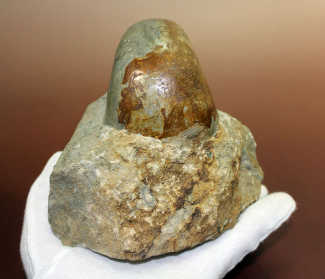 珍しいフランス・ノルマンディ産、ジュラ紀のオウムガイ(Cenoceras sp.)味わい深い母岩付き。(その6)