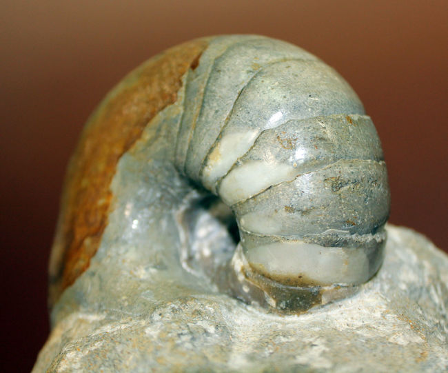 珍しいフランス・ノルマンディ産、ジュラ紀のオウムガイ（Cenoceras sp.）味わい深い母岩付き。（その9）