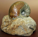 珍しいフランス・ノルマンディ産、ジュラ紀のオウムガイ（Cenoceras sp.）味わい深い母岩付き。