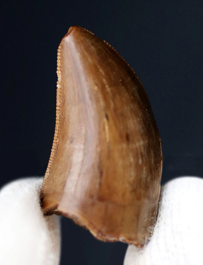 「大吉」希少！ティラノサウルスの歯化石！ 大吉」希少！ティラノサウルスの歯化石！ 数年に1本、堂々の