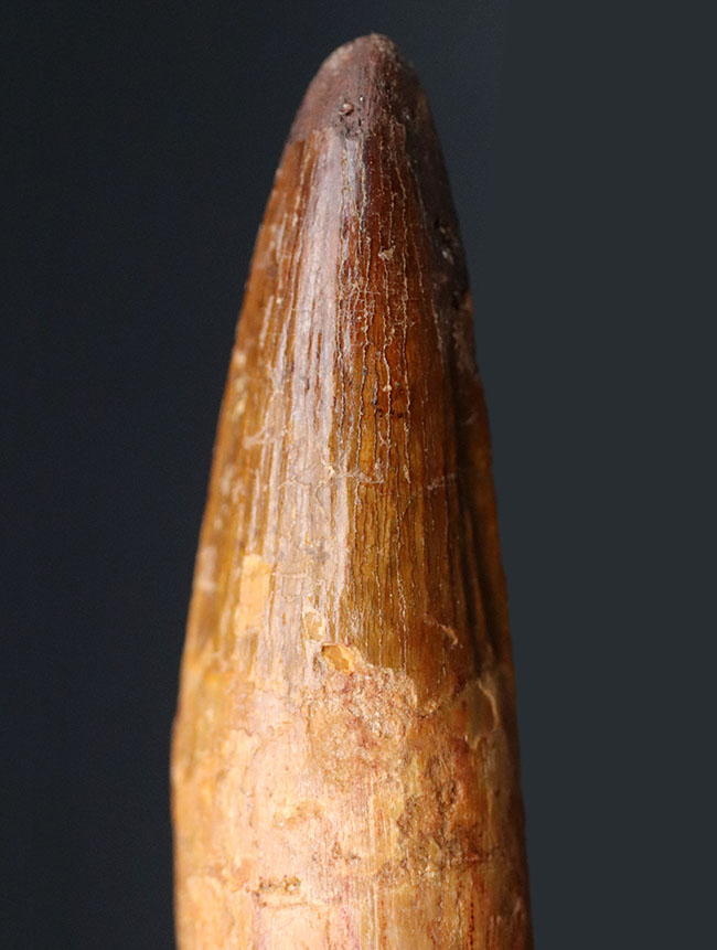 歯根付き!ロングカーブ計測10センチ!肉食恐竜、スピノサウルス(Spinosaurus)のロングな歯化石(その1)