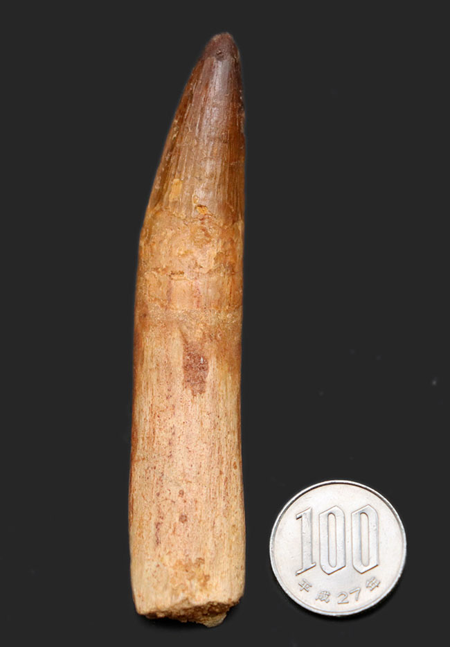 歯根付き!ロングカーブ計測10センチ!肉食恐竜、スピノサウルス(Spinosaurus)のロングな歯化石(その12)