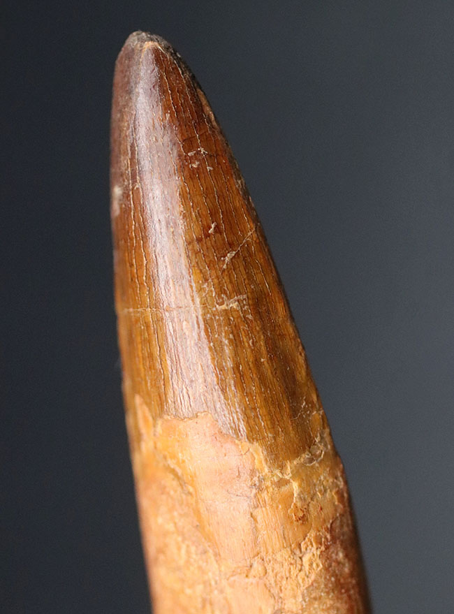 歯根付き!ロングカーブ計測10センチ!肉食恐竜、スピノサウルス(Spinosaurus)のロングな歯化石(その7)
