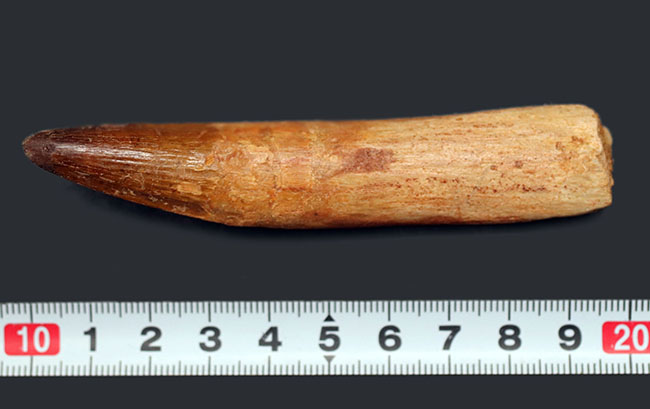 歯根付き!ロングカーブ計測10センチ!肉食恐竜、スピノサウルス(Spinosaurus)のロングな歯化石(その9)