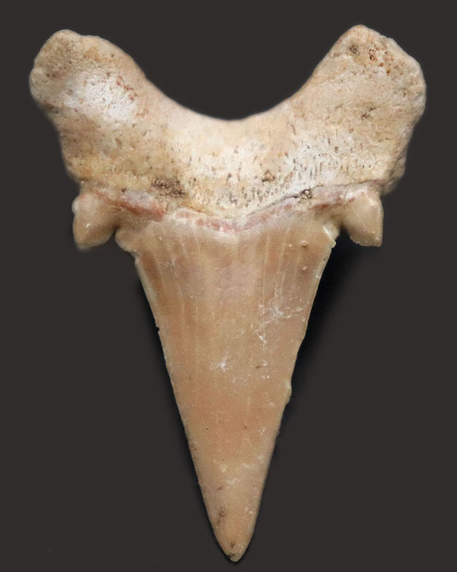 新生代の一時期、食物連鎖の頂点に君臨していた絶滅古代ザメ、オトドゥス（Otodus obliquus）歯化石（その1）