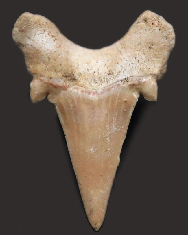 新生代の一時期、食物連鎖の頂点に君臨していた絶滅古代ザメ、オトドゥス(Otodus obliquus)歯化石(その1)