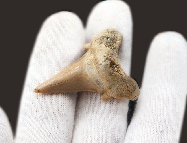 新生代の一時期、食物連鎖の頂点に君臨していた絶滅古代ザメ、オトドゥス(Otodus obliquus)歯化石(その2)