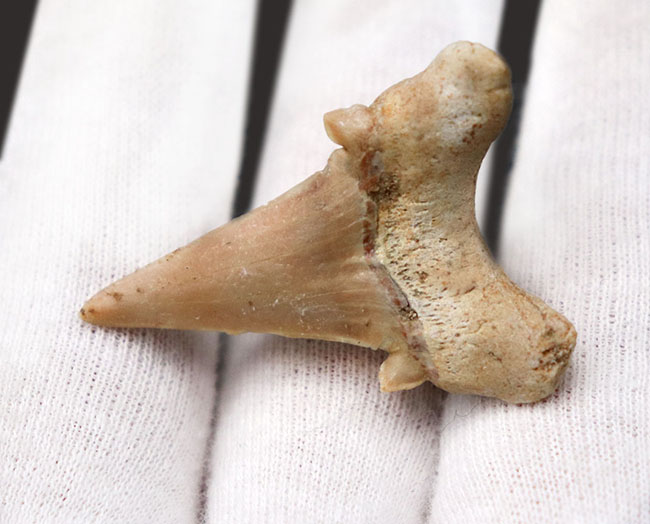 新生代の一時期、食物連鎖の頂点に君臨していた絶滅古代ザメ、オトドゥス（Otodus obliquus）歯化石（その3）