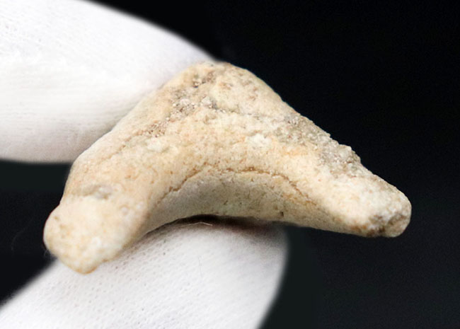新生代の一時期、食物連鎖の頂点に君臨していた絶滅古代ザメ、オトドゥス（Otodus obliquus）歯化石（その4）