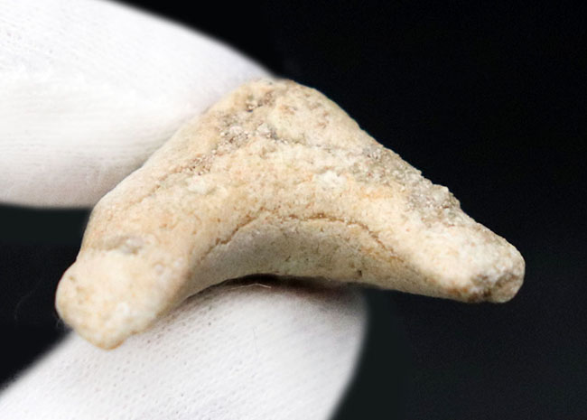 新生代の一時期、食物連鎖の頂点に君臨していた絶滅古代ザメ、オトドゥス(Otodus obliquus)歯化石(その4)