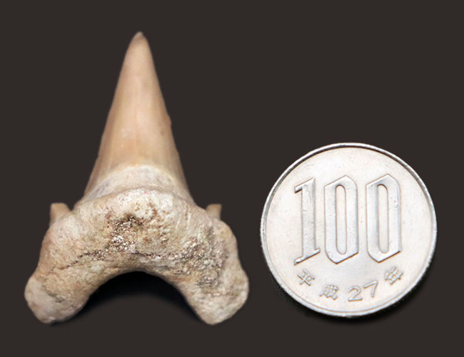 新生代の一時期、食物連鎖の頂点に君臨していた絶滅古代ザメ、オトドゥス（Otodus obliquus）歯化石（その5）