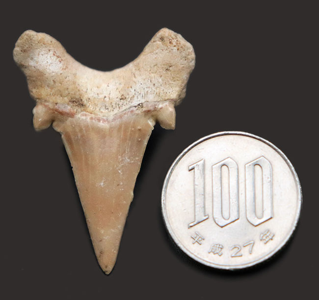 新生代の一時期、食物連鎖の頂点に君臨していた絶滅古代ザメ、オトドゥス（Otodus obliquus）歯化石（その6）