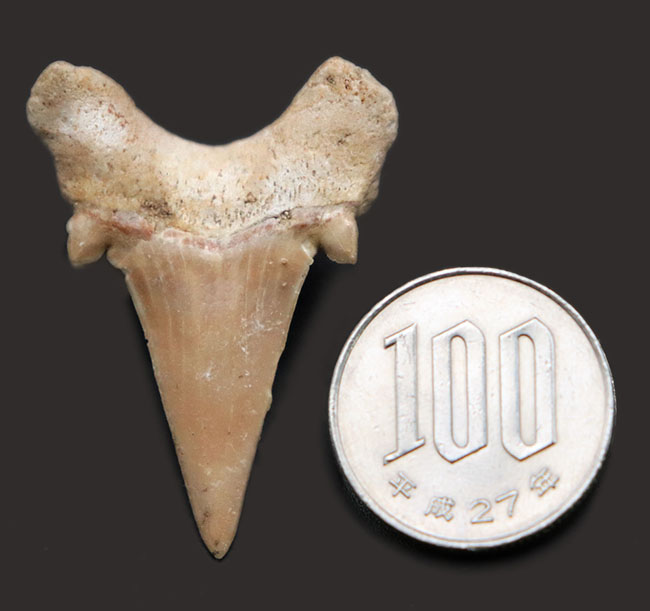 新生代の一時期、食物連鎖の頂点に君臨していた絶滅古代ザメ、オトドゥス(Otodus obliquus)歯化石(その6)