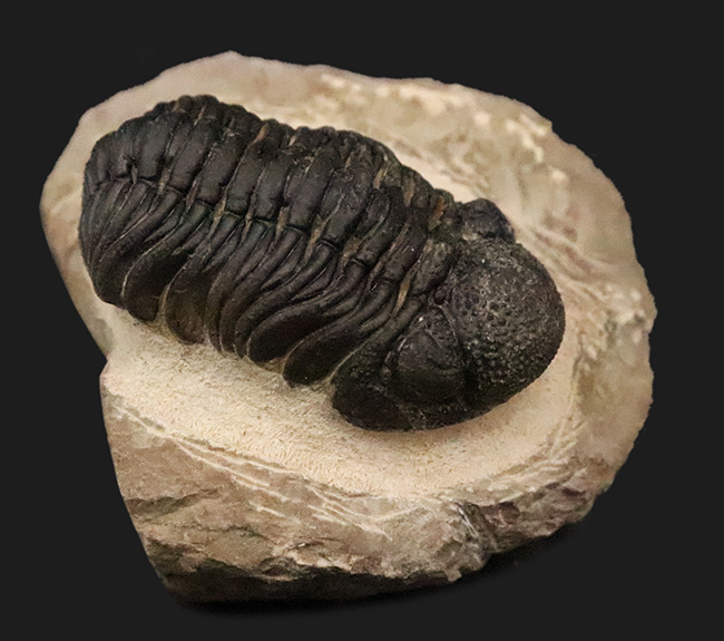 大型！保存状態も大変良好、特に尾部のクリーニングは必見です！モロッコ産三葉虫、ペディノパリオプス（Pedinopariops）の上質化石発掘体験キット（その1）