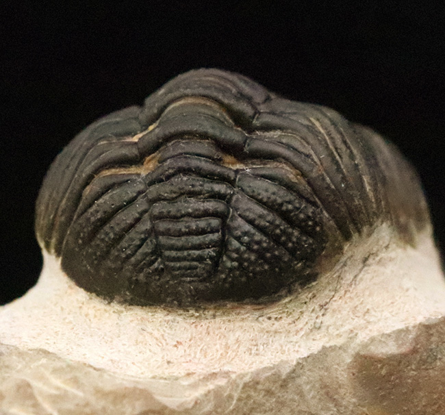 大型！保存状態も大変良好、特に尾部のクリーニングは必見です！モロッコ産三葉虫、ペディノパリオプス（Pedinopariops）の上質化石発掘体験キット（その10）