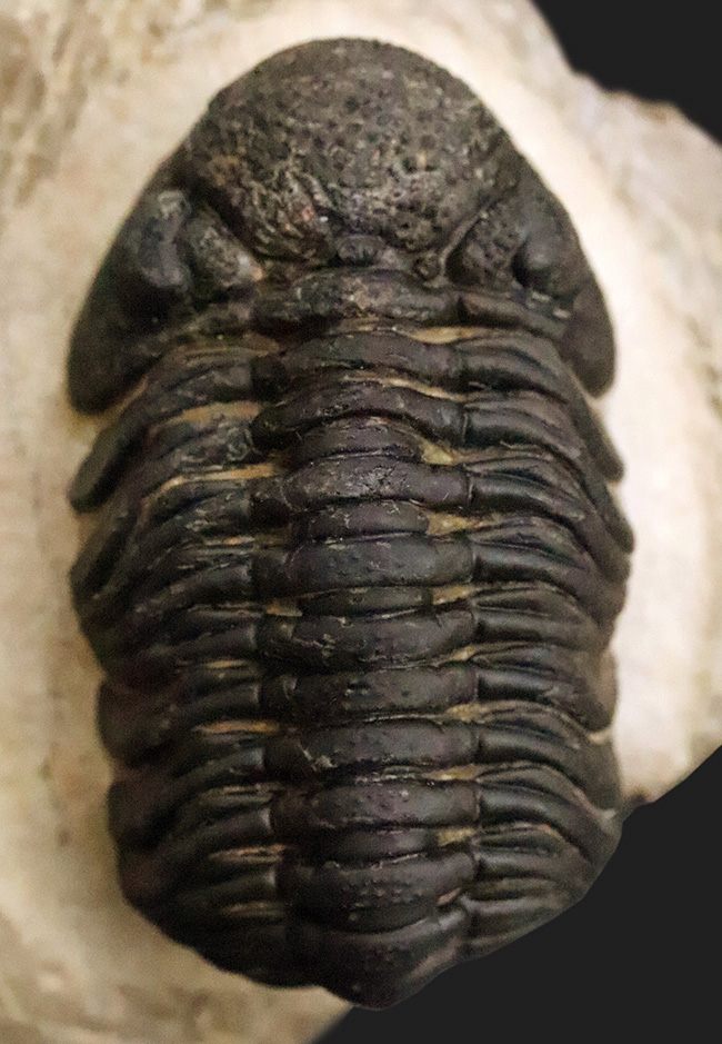 大型！保存状態も大変良好、特に尾部のクリーニングは必見です！モロッコ産三葉虫、ペディノパリオプス（Pedinopariops）の上質化石発掘体験キット（その11）