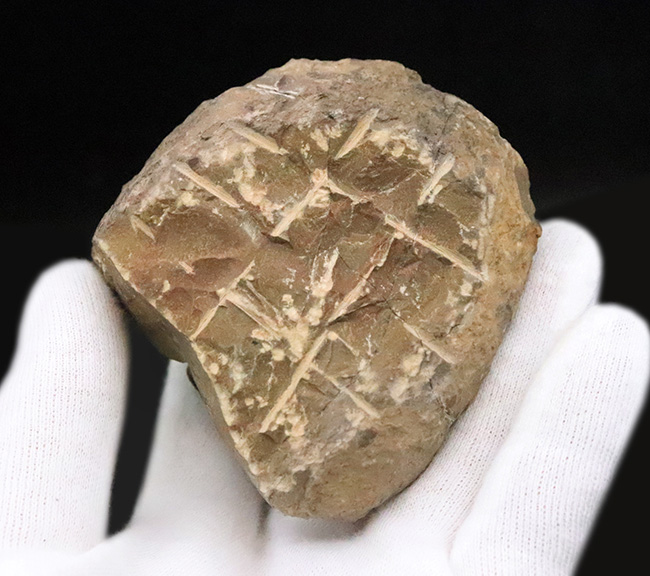 大型！保存状態も大変良好、特に尾部のクリーニングは必見です！モロッコ産三葉虫、ペディノパリオプス（Pedinopariops）の上質化石発掘体験キット（その12）