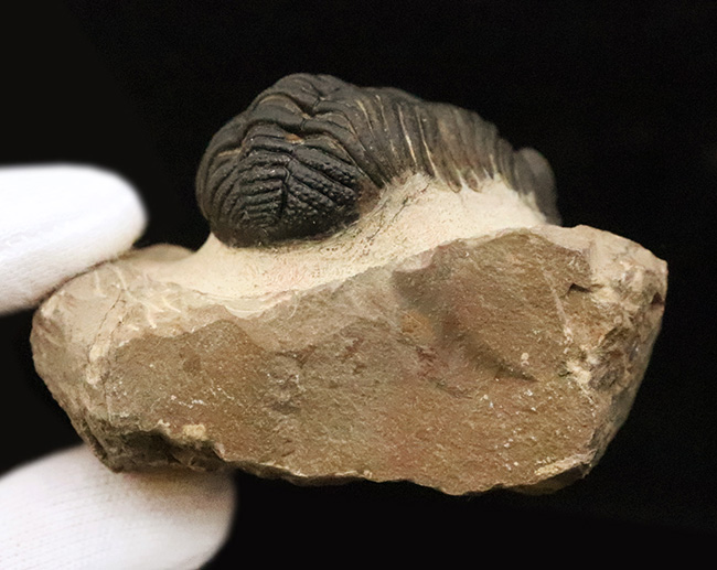 大型！保存状態も大変良好、特に尾部のクリーニングは必見です！モロッコ産三葉虫、ペディノパリオプス（Pedinopariops）の上質化石発掘体験キット（その13）