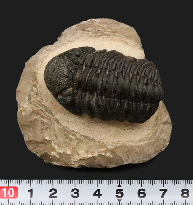 大型！保存状態も大変良好、特に尾部のクリーニングは必見です！モロッコ産三葉虫、ペディノパリオプス（Pedinopariops）の上質化石発掘体験キット（その14）