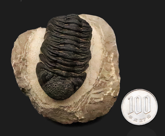 大型！保存状態も大変良好、特に尾部のクリーニングは必見です！モロッコ産三葉虫、ペディノパリオプス（Pedinopariops）の上質化石発掘体験キット（その15）