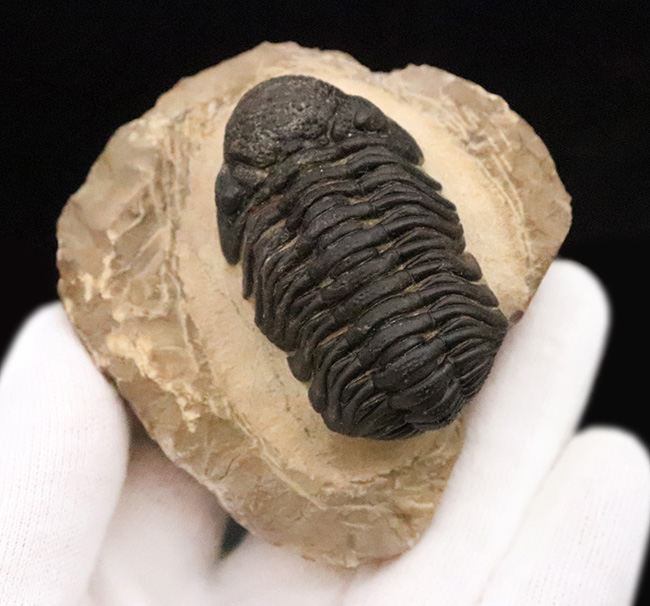 大型！保存状態も大変良好、特に尾部のクリーニングは必見です！モロッコ産三葉虫、ペディノパリオプス（Pedinopariops）の上質化石発掘体験キット（その2）