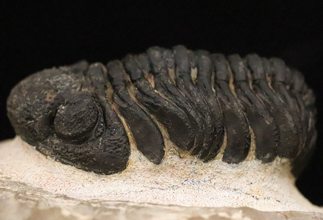 大型！保存状態も大変良好、特に尾部のクリーニングは必見です！モロッコ産三葉虫、ペディノパリオプス（Pedinopariops）の上質化石発掘体験キット（その3）