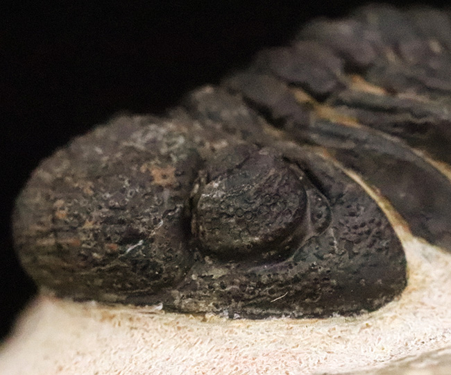 大型！保存状態も大変良好、特に尾部のクリーニングは必見です！モロッコ産三葉虫、ペディノパリオプス（Pedinopariops）の上質化石発掘体験キット（その4）