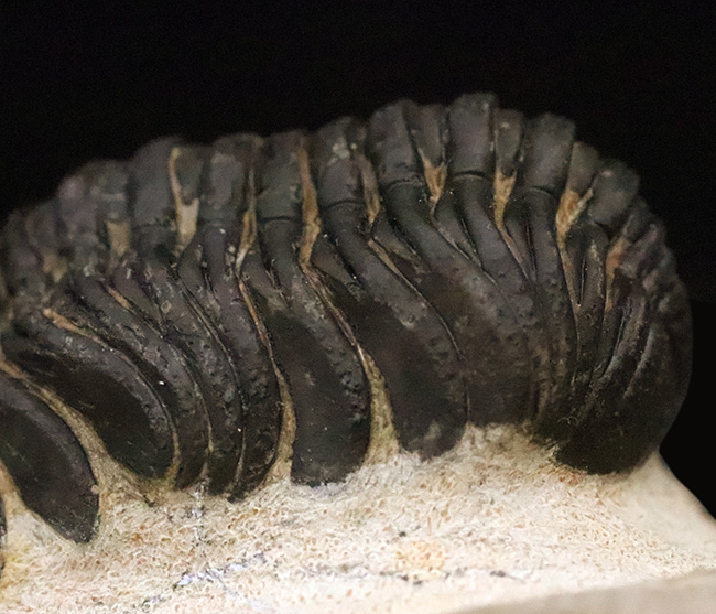 大型！保存状態も大変良好、特に尾部のクリーニングは必見です！モロッコ産三葉虫、ペディノパリオプス（Pedinopariops）の上質化石発掘体験キット（その5）