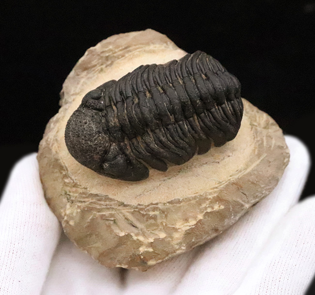 大型！保存状態も大変良好、特に尾部のクリーニングは必見です！モロッコ産三葉虫、ペディノパリオプス（Pedinopariops）の上質化石発掘体験キット（その6）