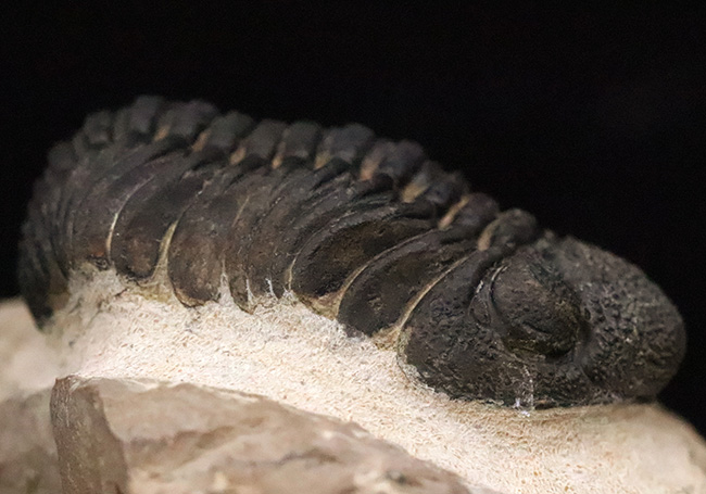 大型！保存状態も大変良好、特に尾部のクリーニングは必見です！モロッコ産三葉虫、ペディノパリオプス（Pedinopariops）の上質化石発掘体験キット（その7）