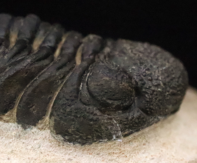 大型！保存状態も大変良好、特に尾部のクリーニングは必見です！モロッコ産三葉虫、ペディノパリオプス（Pedinopariops）の上質化石発掘体験キット（その8）