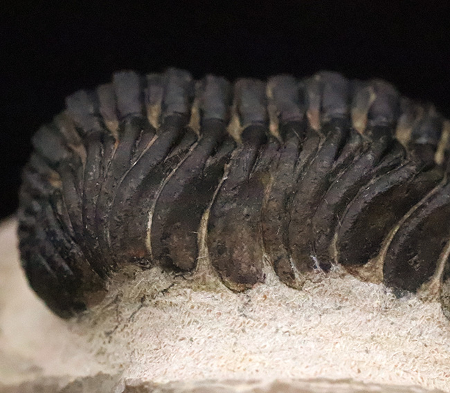 大型！保存状態も大変良好、特に尾部のクリーニングは必見です！モロッコ産三葉虫、ペディノパリオプス（Pedinopariops）の上質化石発掘体験キット（その9）