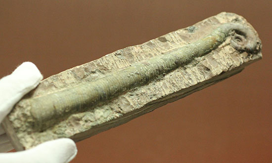 大きい!19cm!古生代の異常巻き頭足類、リツイテス(Lituites)(その1)