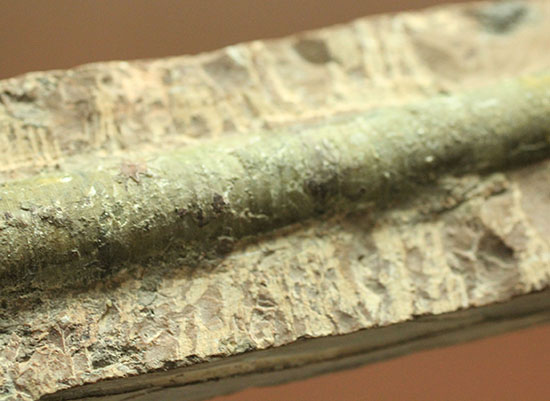 大きい!19cm!古生代の異常巻き頭足類、リツイテス(Lituites)(その3)
