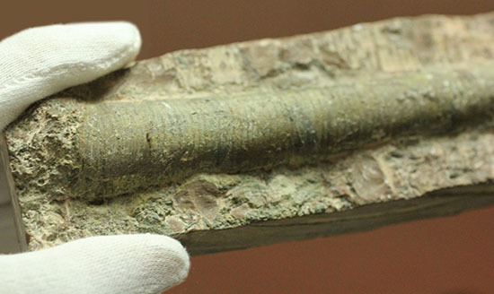 大きい!19cm!古生代の異常巻き頭足類、リツイテス(Lituites)(その4)