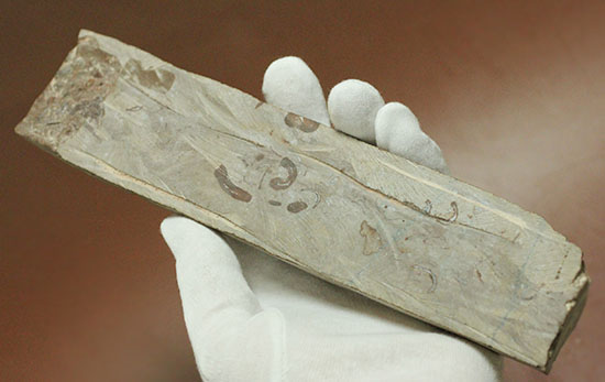 大きい!19cm!古生代の異常巻き頭足類、リツイテス(Lituites)(その6)