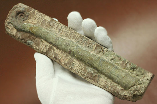 大きい!19cm!古生代の異常巻き頭足類、リツイテス(Lituites)(その7)