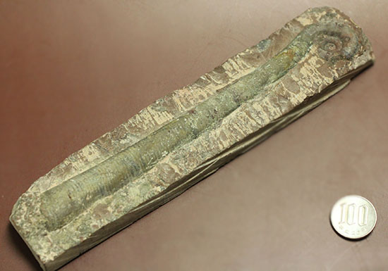 大きい!19cm!古生代の異常巻き頭足類、リツイテス(Lituites)(その8)