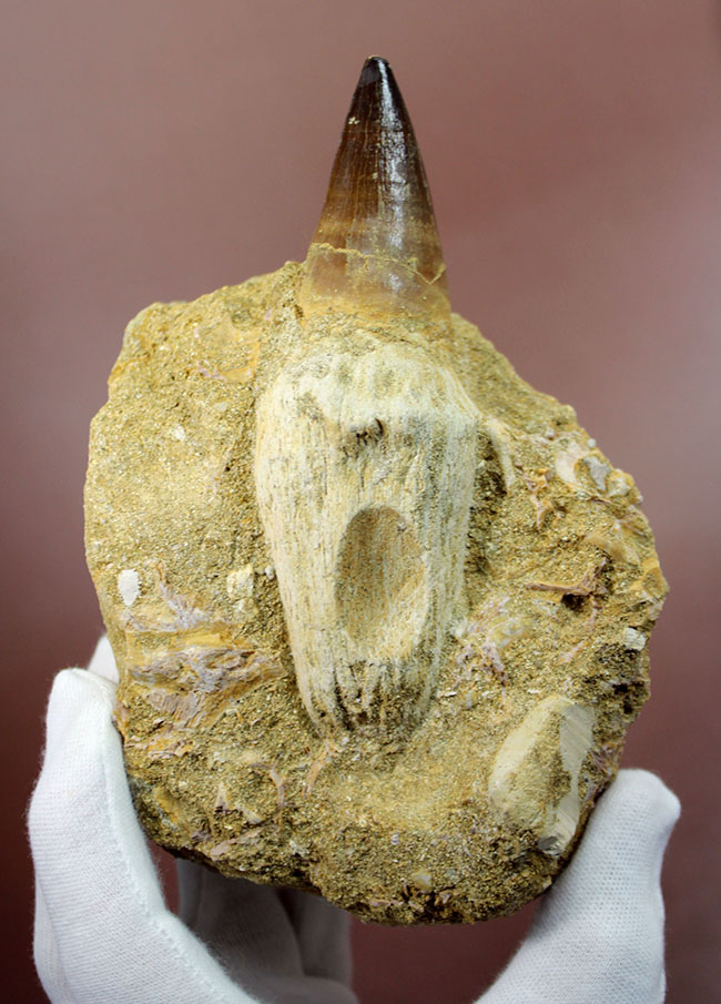 まるで化石の発掘現場！史上最強のモササウルス、プログナソドン（Prognathodon）の母岩付きの歯化石（その1）